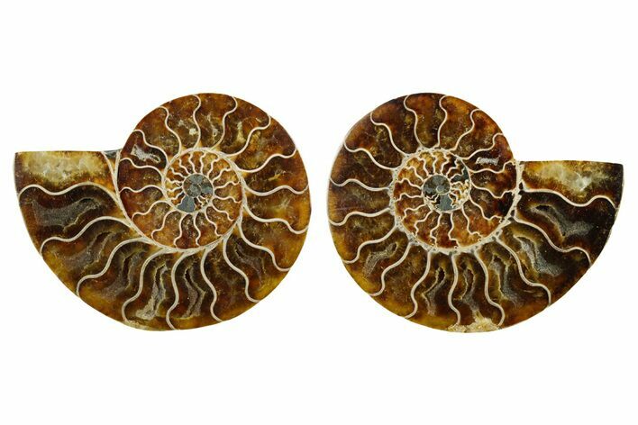 Cut & Polished, Agatized Ammonite Fossil - Madagascar #347532